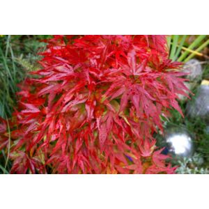 Acer palmatum 'Mikawa Yatsubusa' – Japán juhar