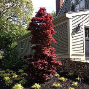 Acer palmatum 'Twombly's Red Sentinel' – Japán juhar