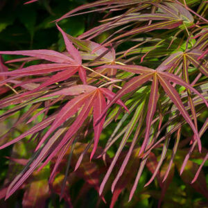 Acer palmatum 'Villa Taranto' – Keskenylevelű japán juhar