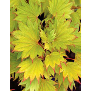 Acer shirasawanum 'Aureum' - Sárga levelű törpe japán juhar