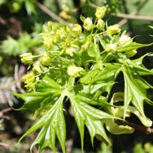 Acer platanoides 'Lorbergii' – Korai juhar