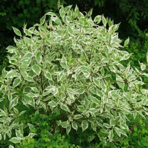Cornus alba 'Elegantissima' – Fehért-tarka levelű som