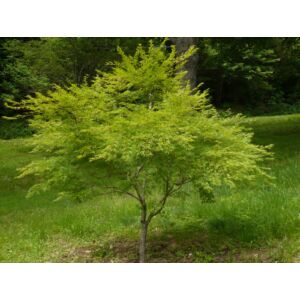 Acer palmatum 'Seiryu' - Japán juhar (extra méretű koros)