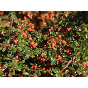 Cotoneaster dammeri 'Coral Beauty' – Madárbirs