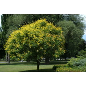 Koelreuteria paniculata - Bugás csörgőfa