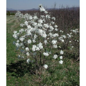 Magnolia stellata 'Royal Star' – Fehér csillagvirágú liliomfa