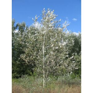 Populus alba 'Nivea' - Nyárfa
