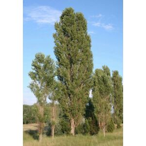 Populus nigra 'Italica' - Oszlopos Jegenyenyár
