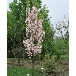 Prunus serrulata 'Amanogawa' - Oszlopos japán díszcseresznye (extra méretű koros)
