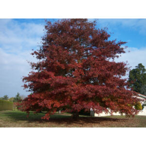 Quercus rubra - Vörös tölgy (extra méretű koros)