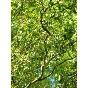 Salix matsudana 'Tortuosa' - Spirálfűz