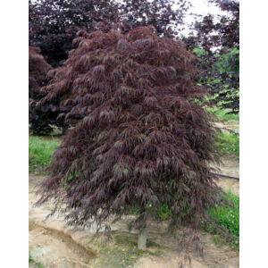 Acer palmatum 'Crimson Queen' - Csüngő habitusú, bronzszínű, szeldelt levelű japán juhar