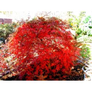 Acer palmatum 'Orangeola' - Japán juhar