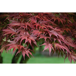Acer palmatum 'Pixie' - Japán juhar