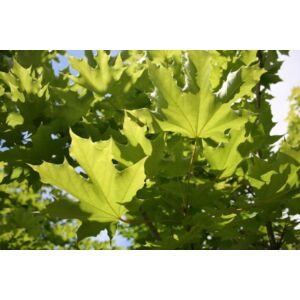 Acer platanoides 'Emerald Queen' - Korai juhar