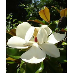 Magnolia grandiflora 'Gallisoniensis' - Fehér virágú örökzöld magnólia