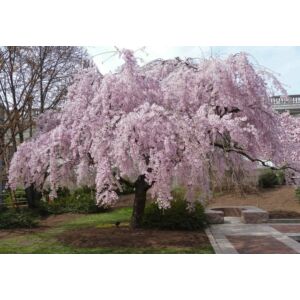 Prunus subhirtella 'Pendula Plena Rosea' – Csüngő, rózsaszín virágú díszcseresznye