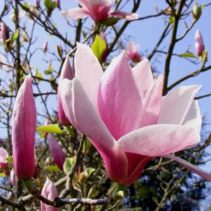 Magnolia 'Big Dude' – Liliomfa