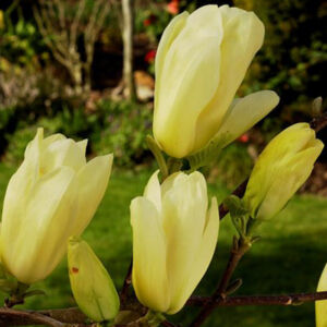 Magnolia  brooklynensis 'Elisabeth' - Sárga virágú liliomfa