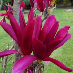 Magnolia 'Burgundi Star' – Liliomfa