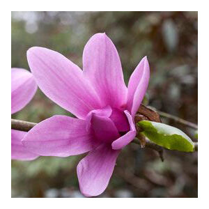 Magnolia 'Caerhays Surprise' – Liliomfa