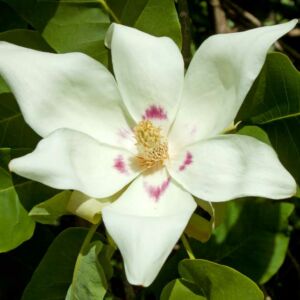 Magnolia denudata – Jülan liliomfa