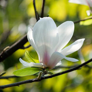 Magnolia denudata 'Yulan' – Jülan liliomfa