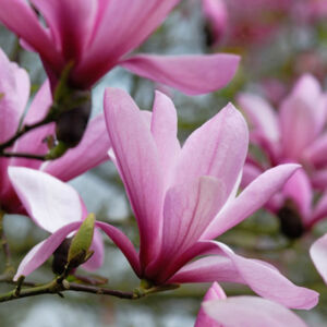 Magnolia 'Galaxy' – Nagyvirágú liliomfa