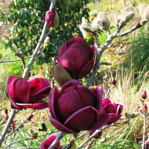 Magnolia 'Genie' - Liliomfa