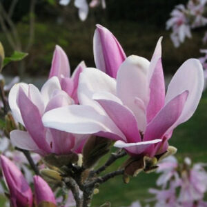 Magnolia 'George Henry Kern' – Rózsaszín virágú liliomfa