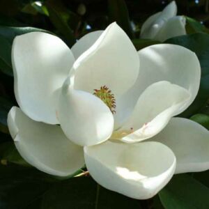 Magnolia grandiflora 'Blanchard' – Örökzöld liliomfa (fehér)