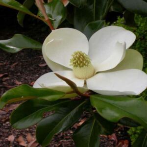 Magnolia grandiflora 'Bracken's Brown Beauty' – Örökzöld liliomfa