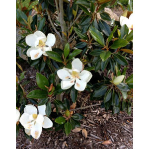 Magnolia grandiflora 'Little Gem' – Örökzöld nagyvirágú liliomfa