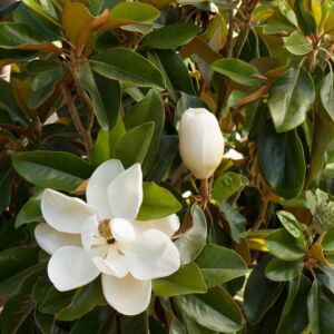 Magnolia grandiflora – Örökzöld liliomfa