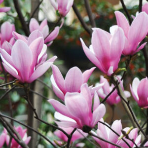 Magnolia 'Heaven Scent' – Nagyvirágú liliomfa