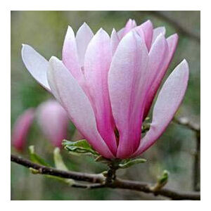 Magnolia 'Judy' – Liliomfa