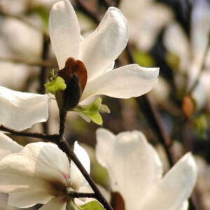 Magnolia kobus 'Esveld Select' – Japán liliomfa