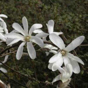 Magnolia kobus 'Isis' - 'Isis' japán liliomfa