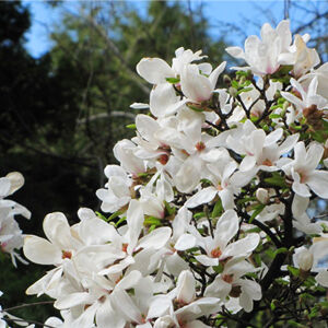 Magnolia kobus – Fehér liliomfa