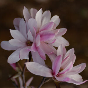 Magnolia loebneri 'Leonard Messel' – Liliomfa