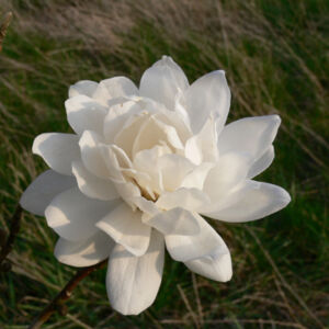 Magnolia loebneri 'Wildcat' – Teltvirágú liliomfa oltvány