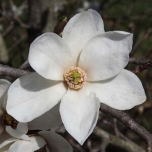 Magnolia kobus ’Norman Gould’ – Japán liliomfa