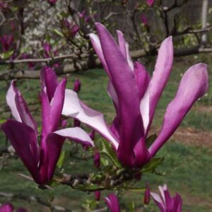 Magnolia 'Orchid' – Liliomfa