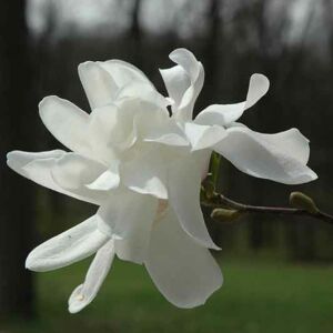 Magnolia 'Ruth' – Liliomfa