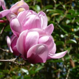 Magnolia 'Serene' – Liliomfa