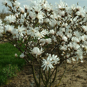 Magnolia stellata – Fehér csillagvirágú liliomfa