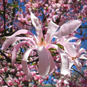 Magnolia stellata 'Rosea' – Csillagvirágú liliomfa