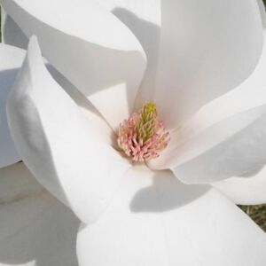Magnolia 'White Mystery' – Liliomfa