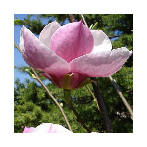 Magnolia x soulangeana 'Big Pink' – Liliomfa
