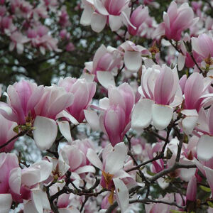 Magnolia x soulangeana 'Verbanica' – Liliomfa